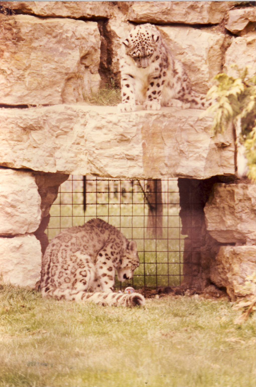 Snow Leopards Chessington Zoo 14 August 1986