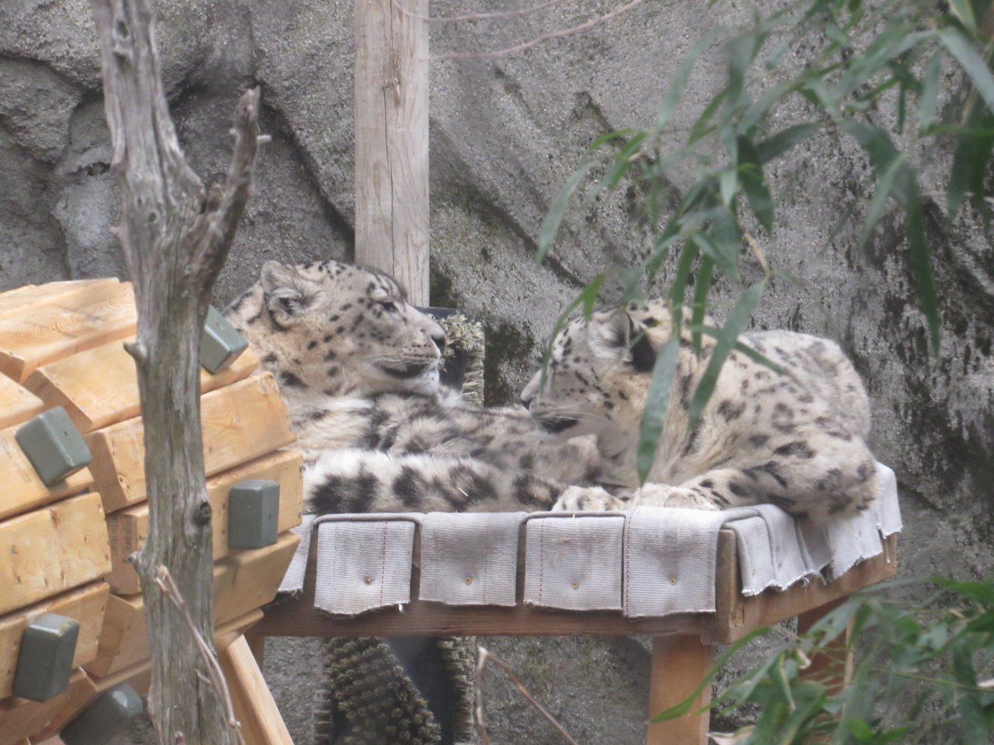 snow leopards cuddling