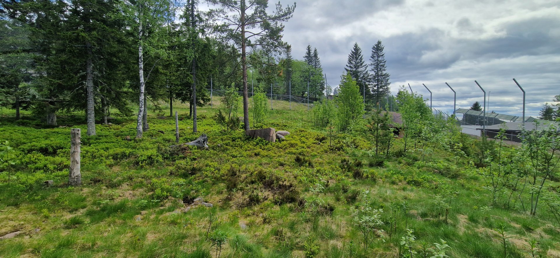Snow Leopards enclosure