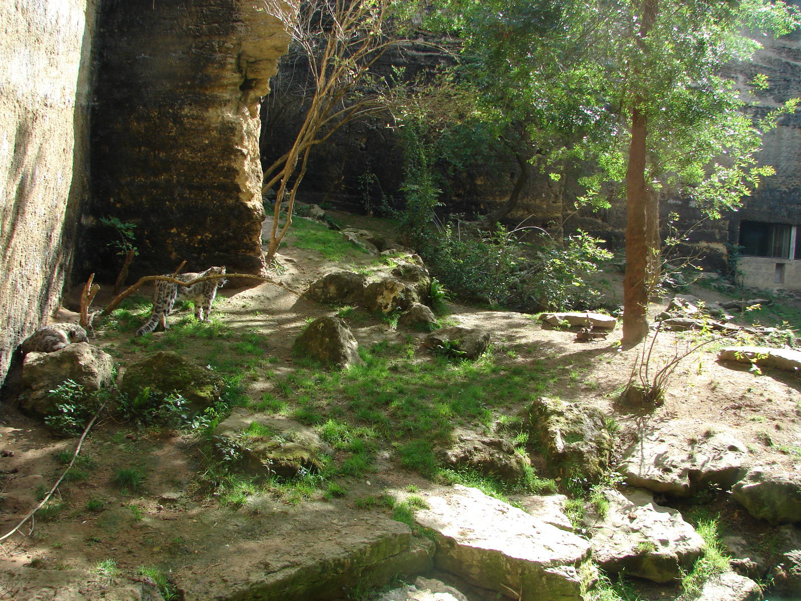 Snow leopards exhibit