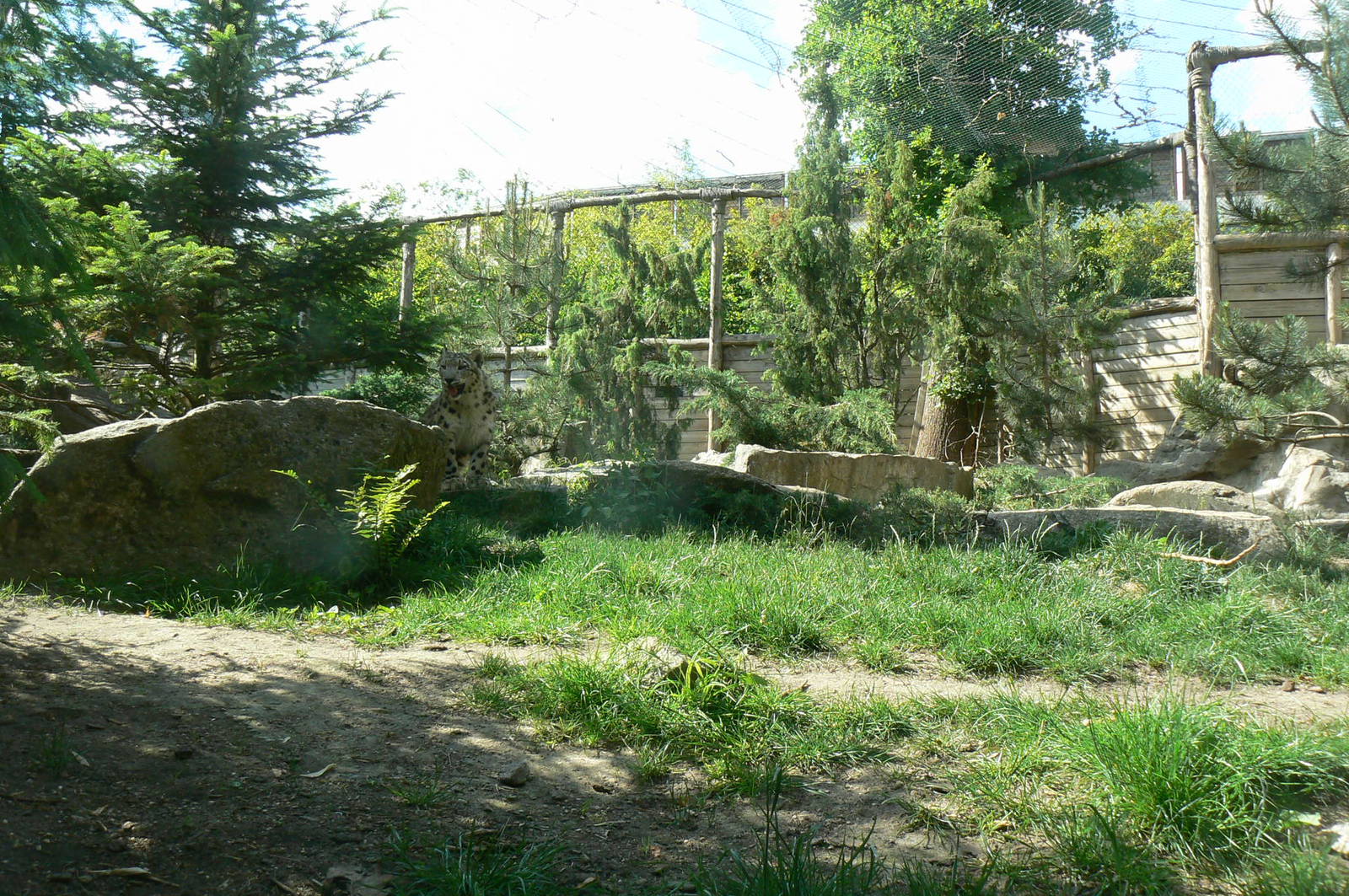 Snow leopards exhibit