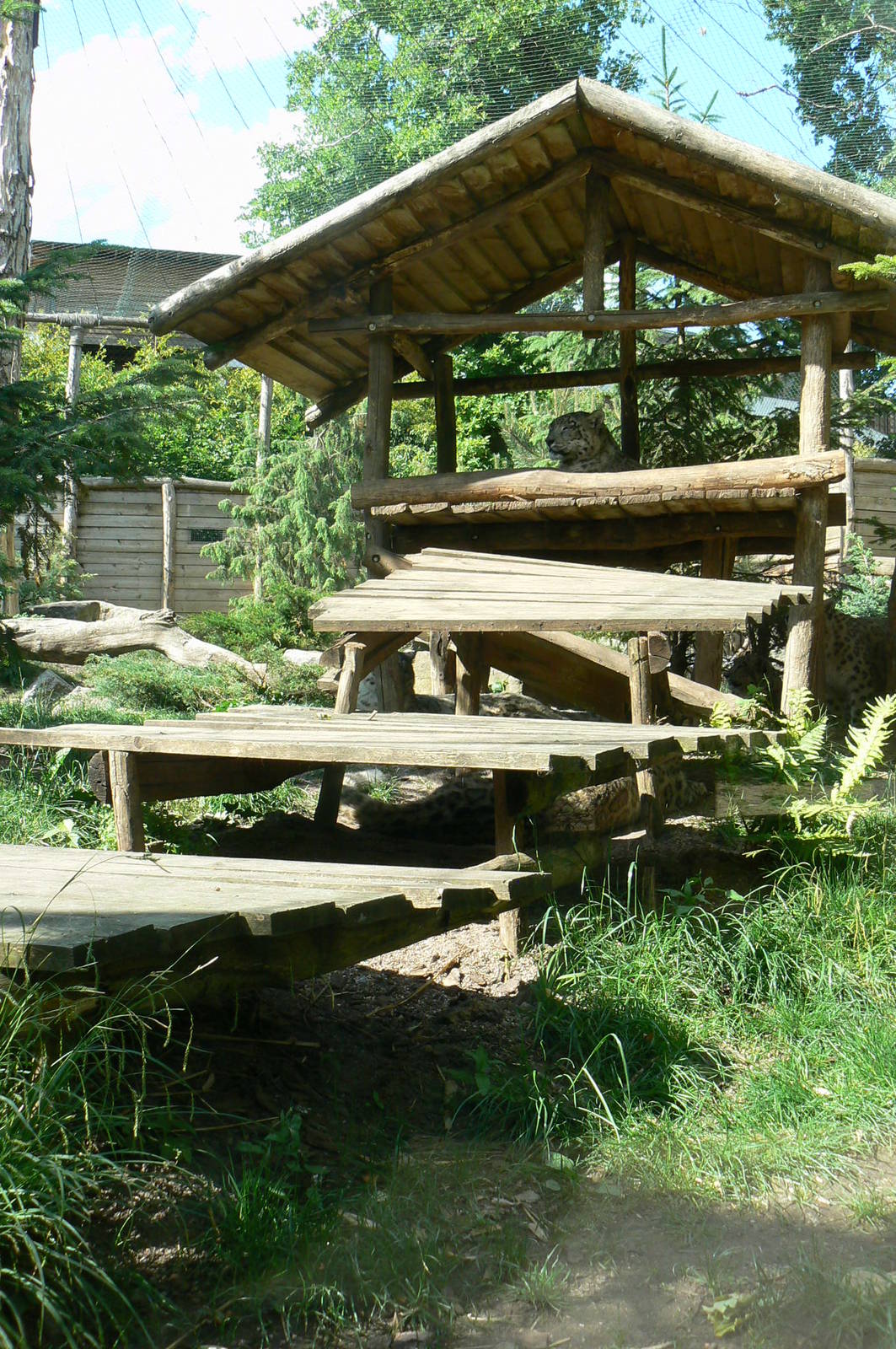Snow leopards exhibit