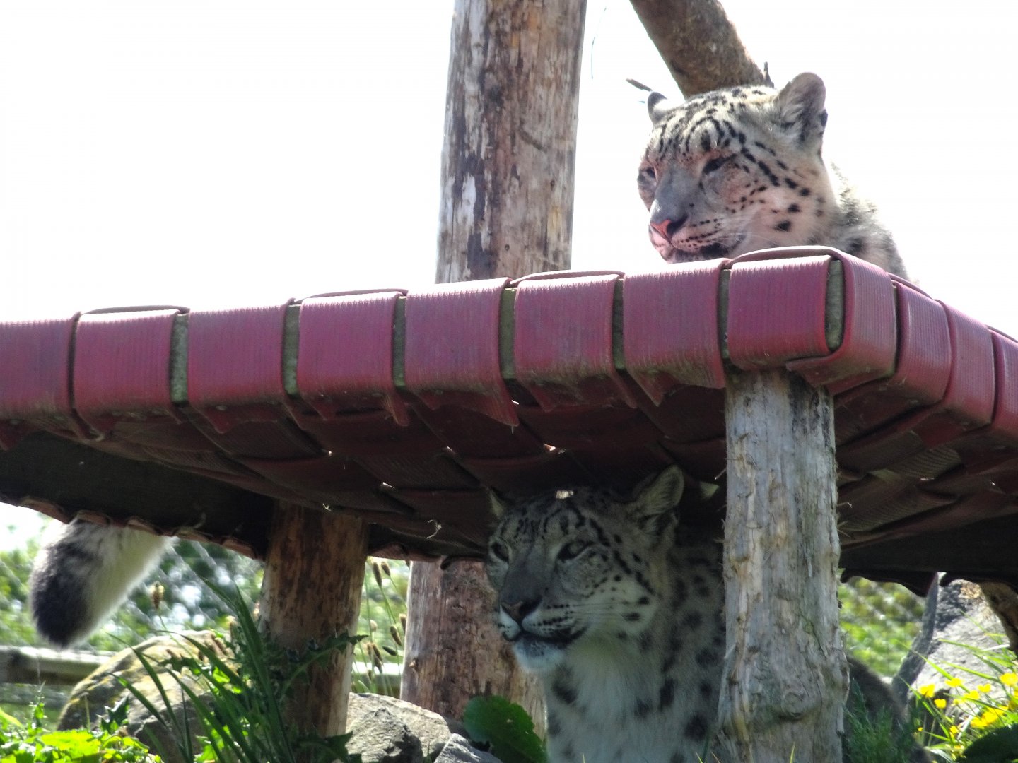 Snow Leopards    May 2025