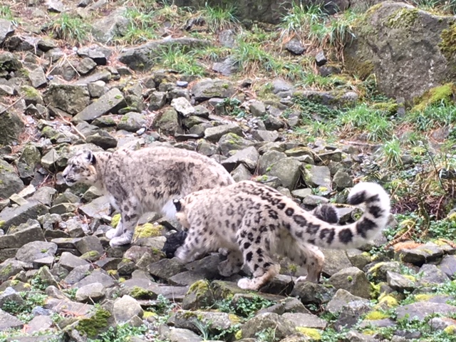 Snow Leopards (mother and cub)