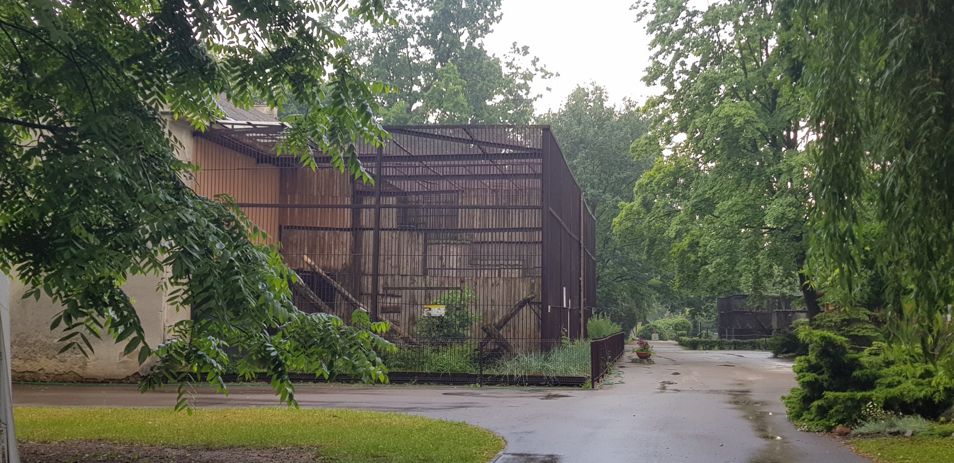 Snow leopards run of cages