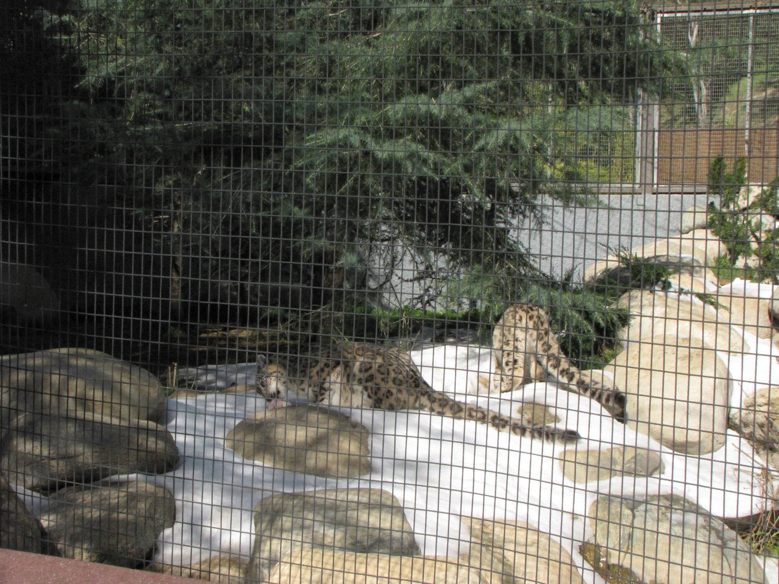 Snow Leopards: Snow Day 2