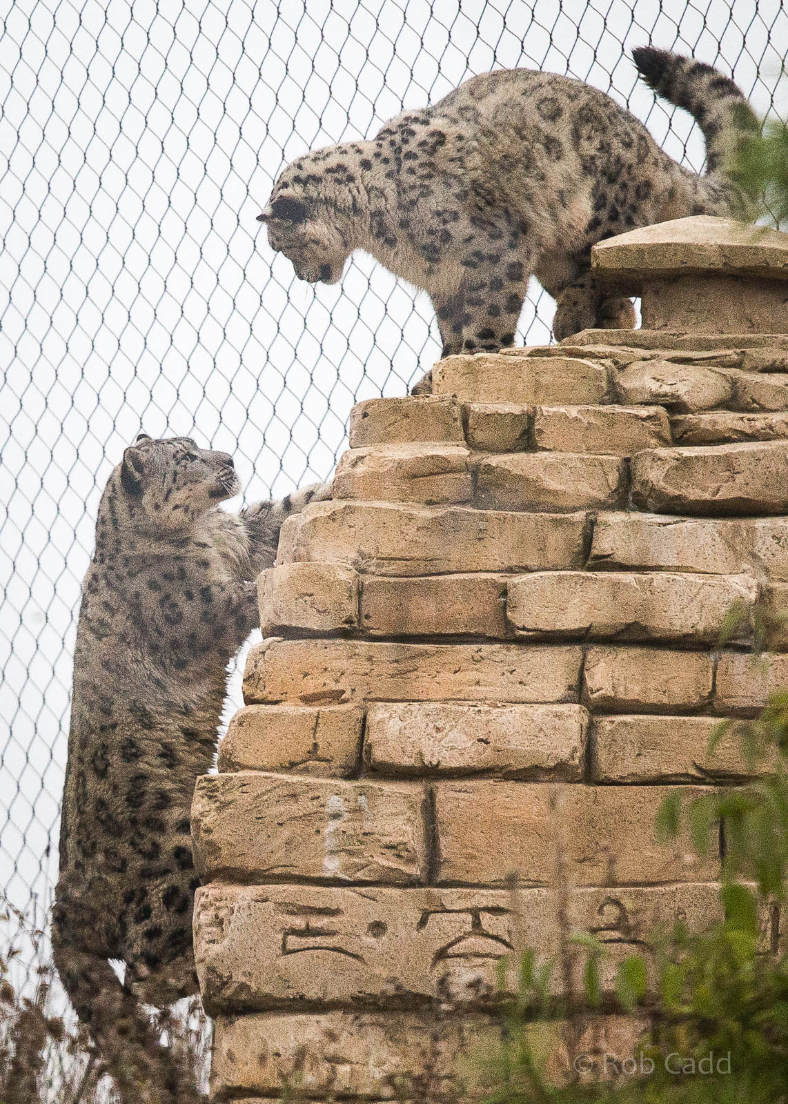 Snow leopards : Twycross : 19 Sep 2014