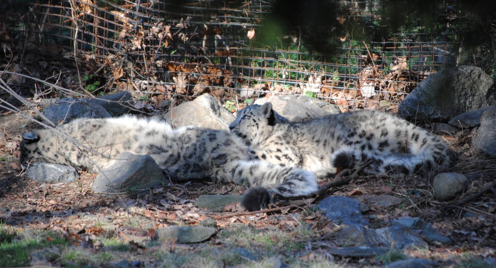 Snow Leopards