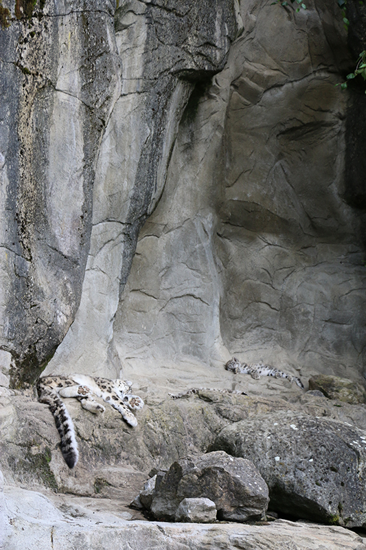 snow leopards