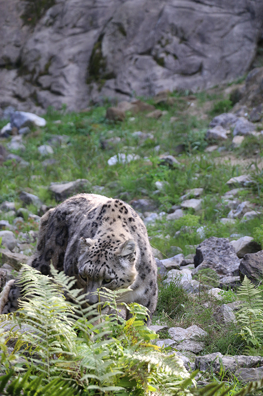 snow leopards
