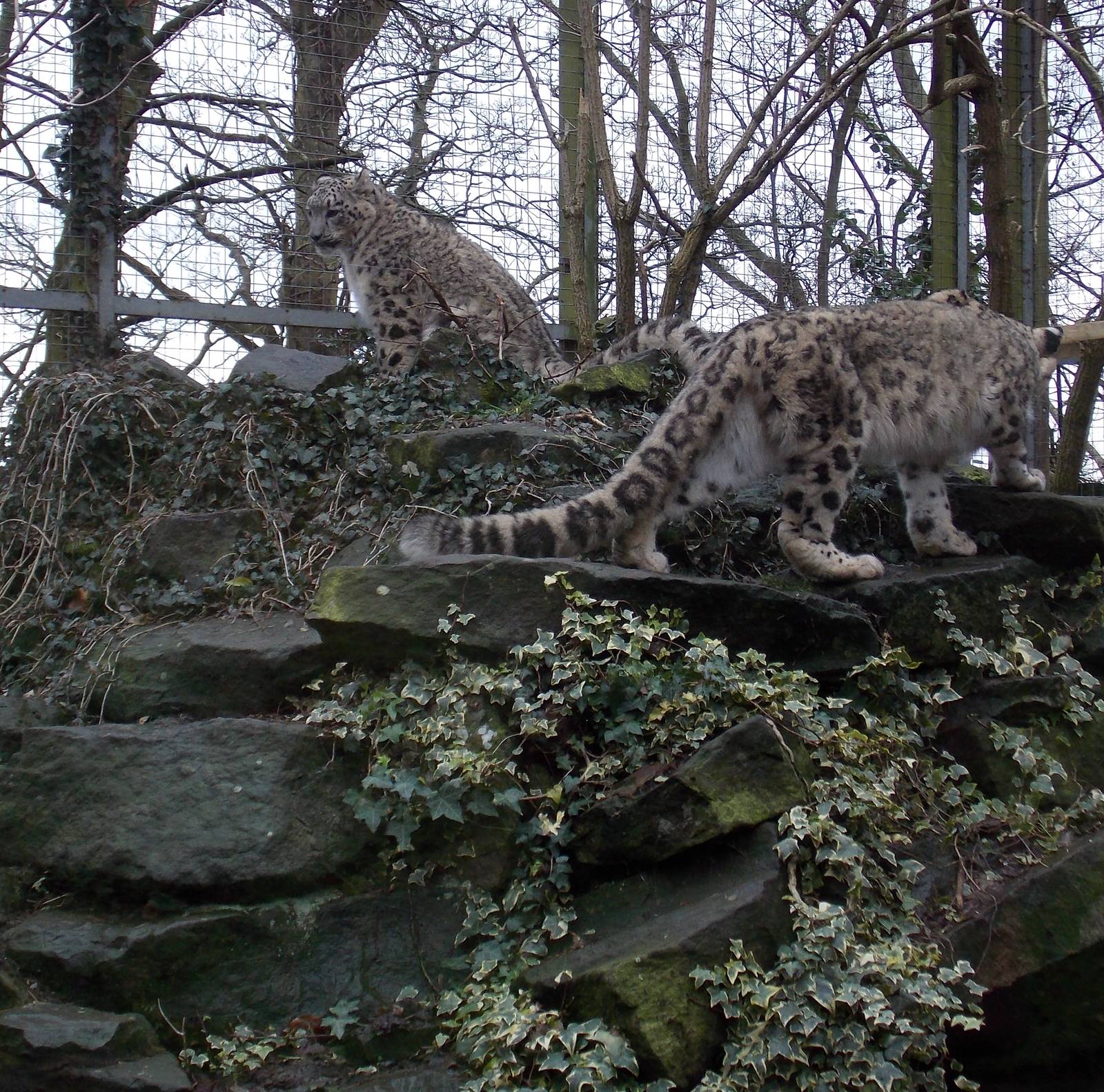 Snow leopards