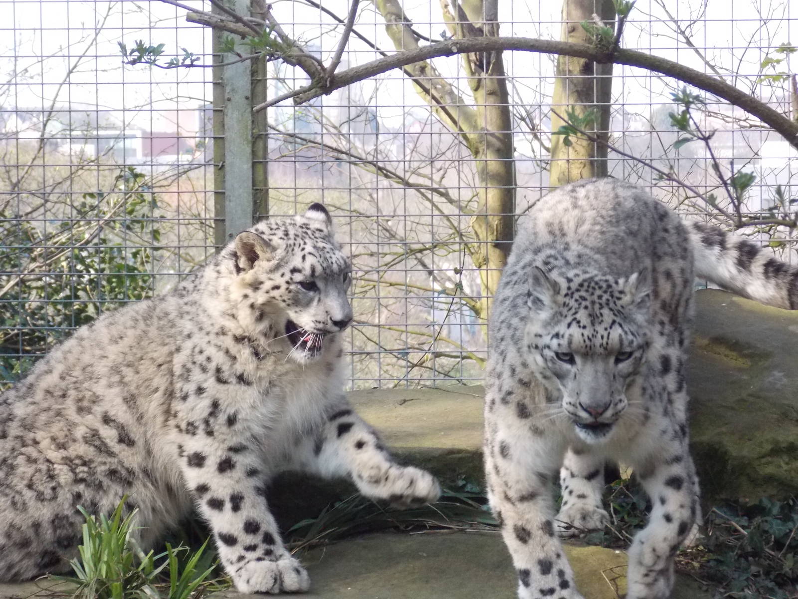 Snow leopards