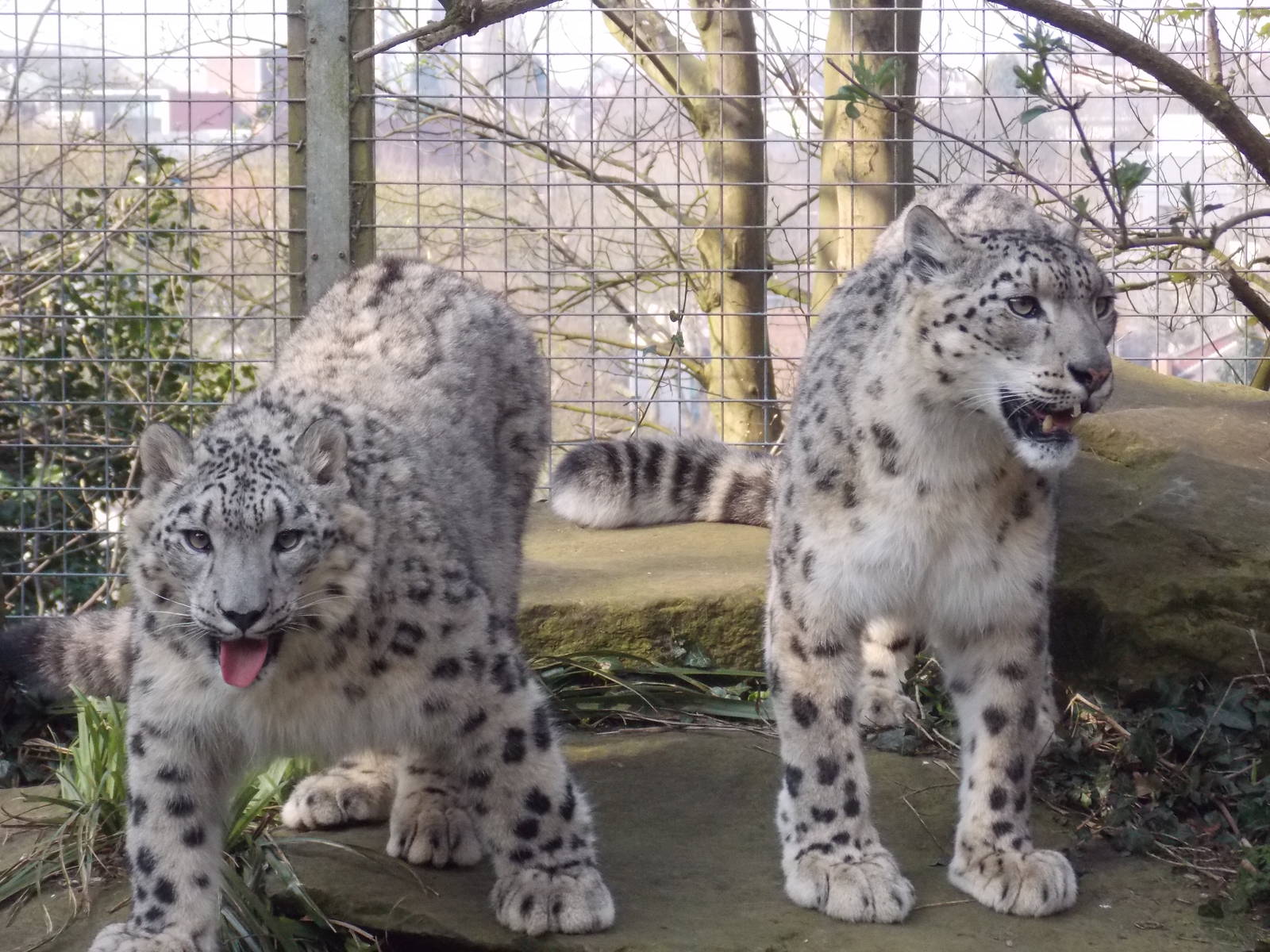 Snow leopards