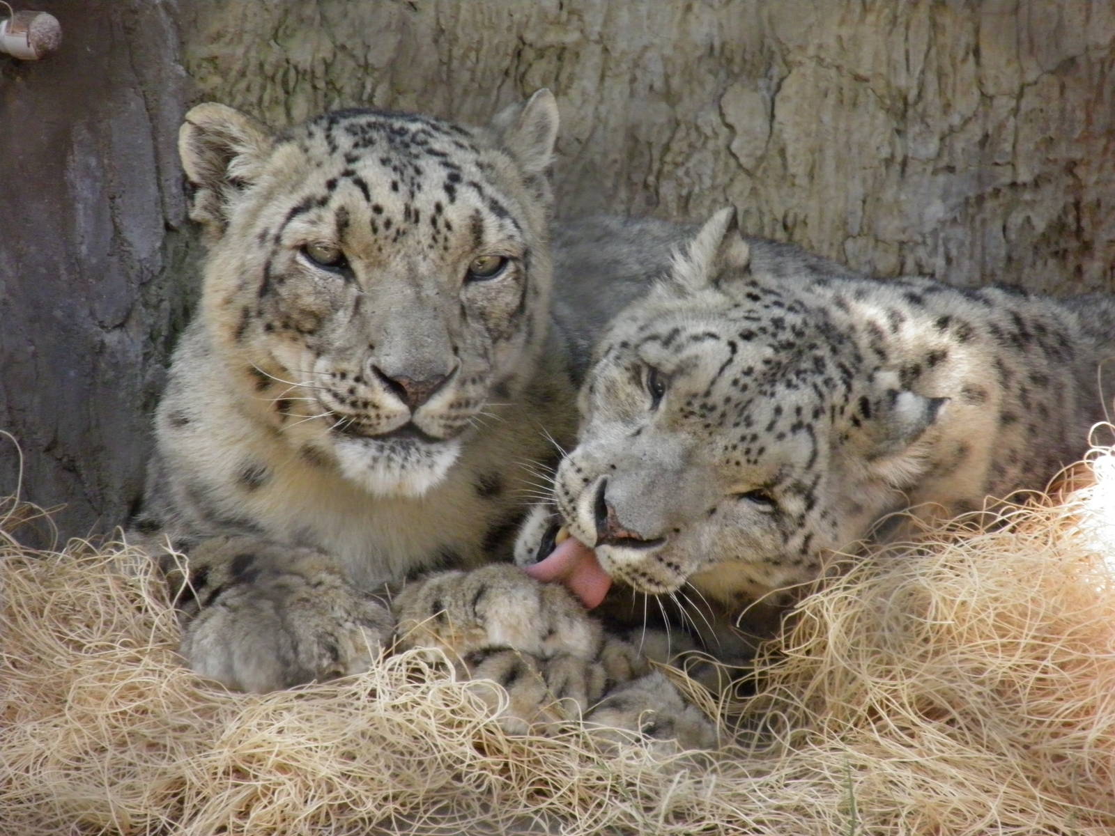 Snow Leopards
