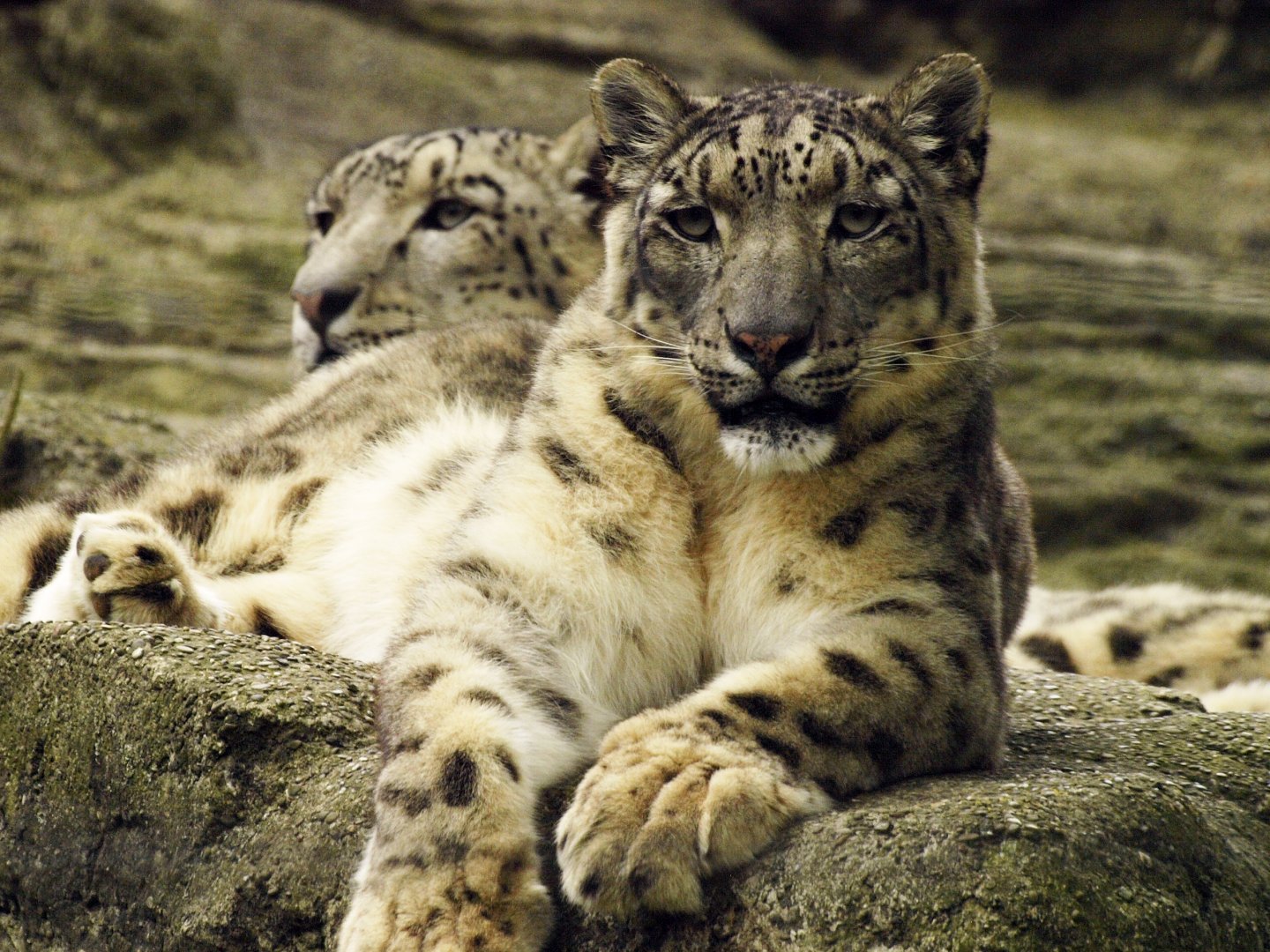 Snow leopards