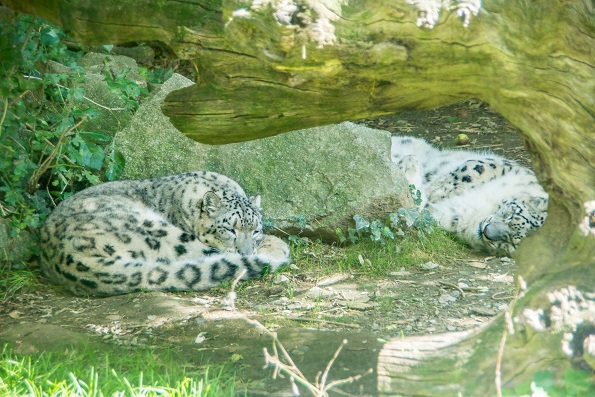 Snow leopards