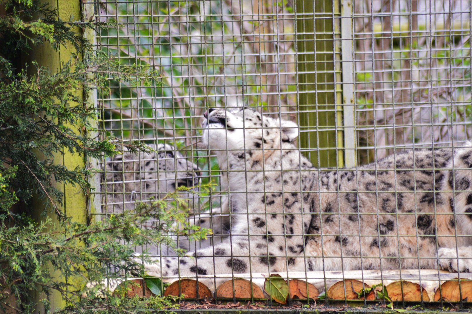 Snow leopards
