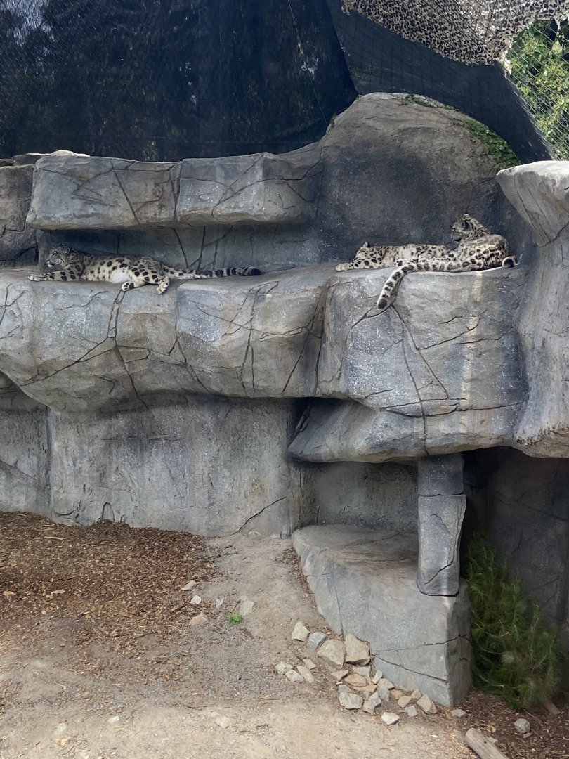 Snow Leopards