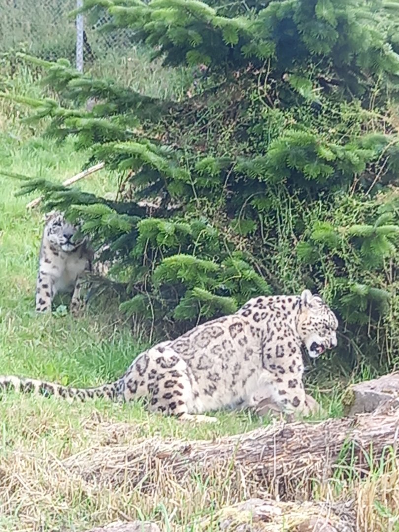 Snow Leopards