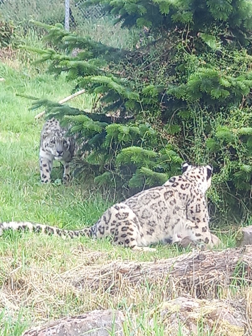 Snow Leopards