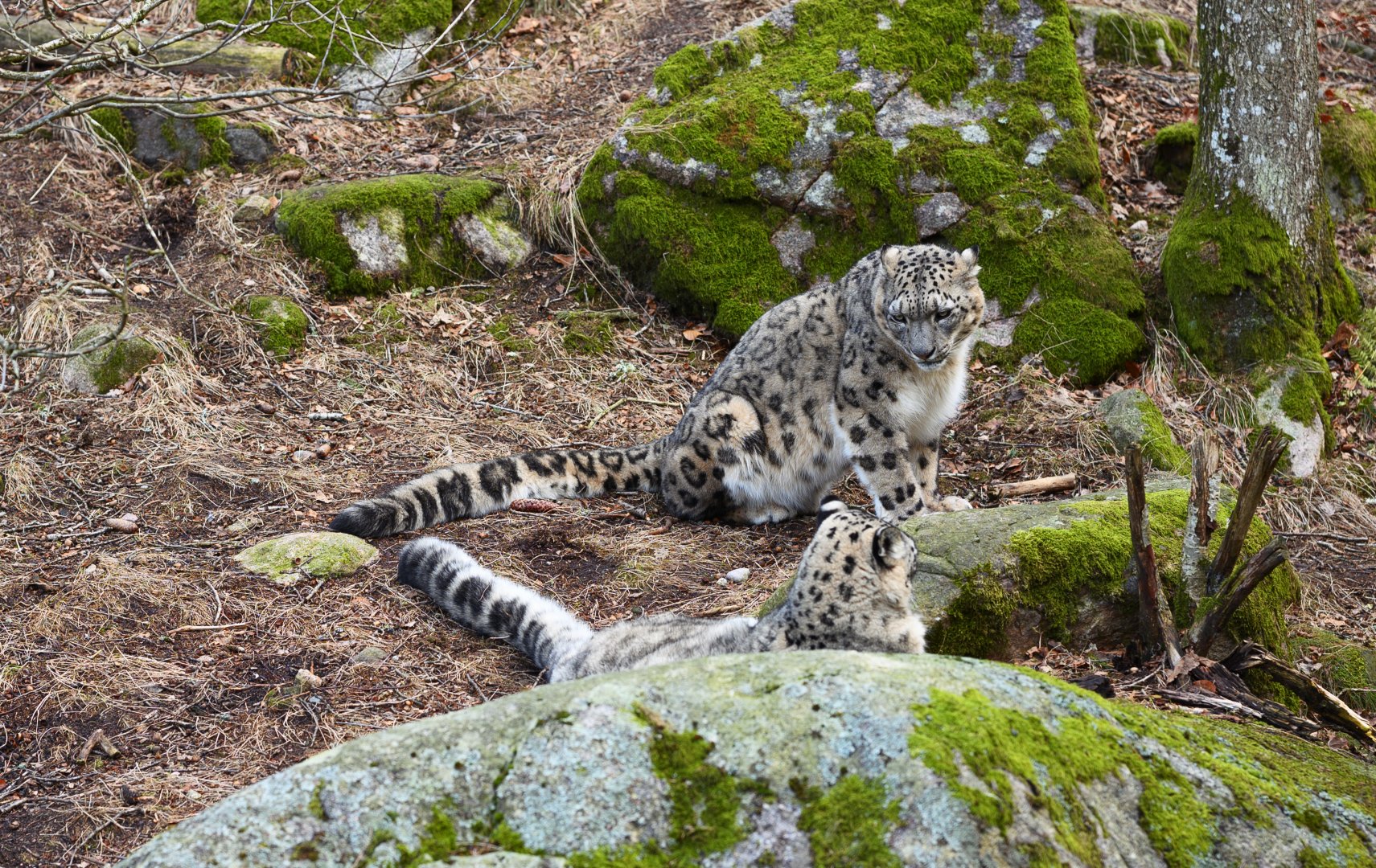 Snow Leopards