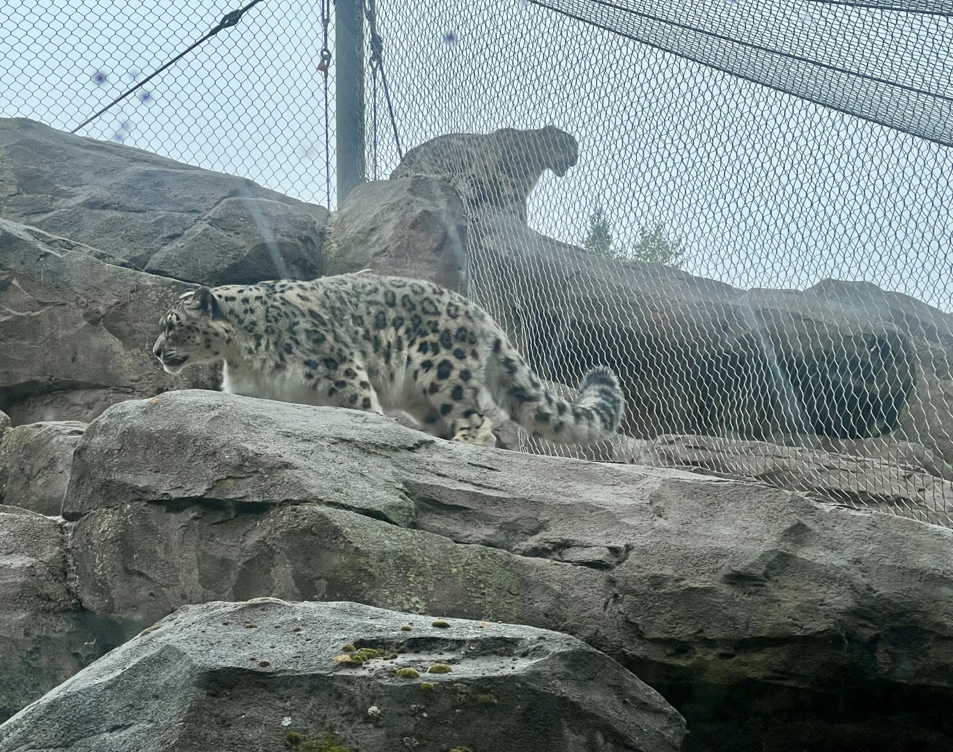 Snow Leopards