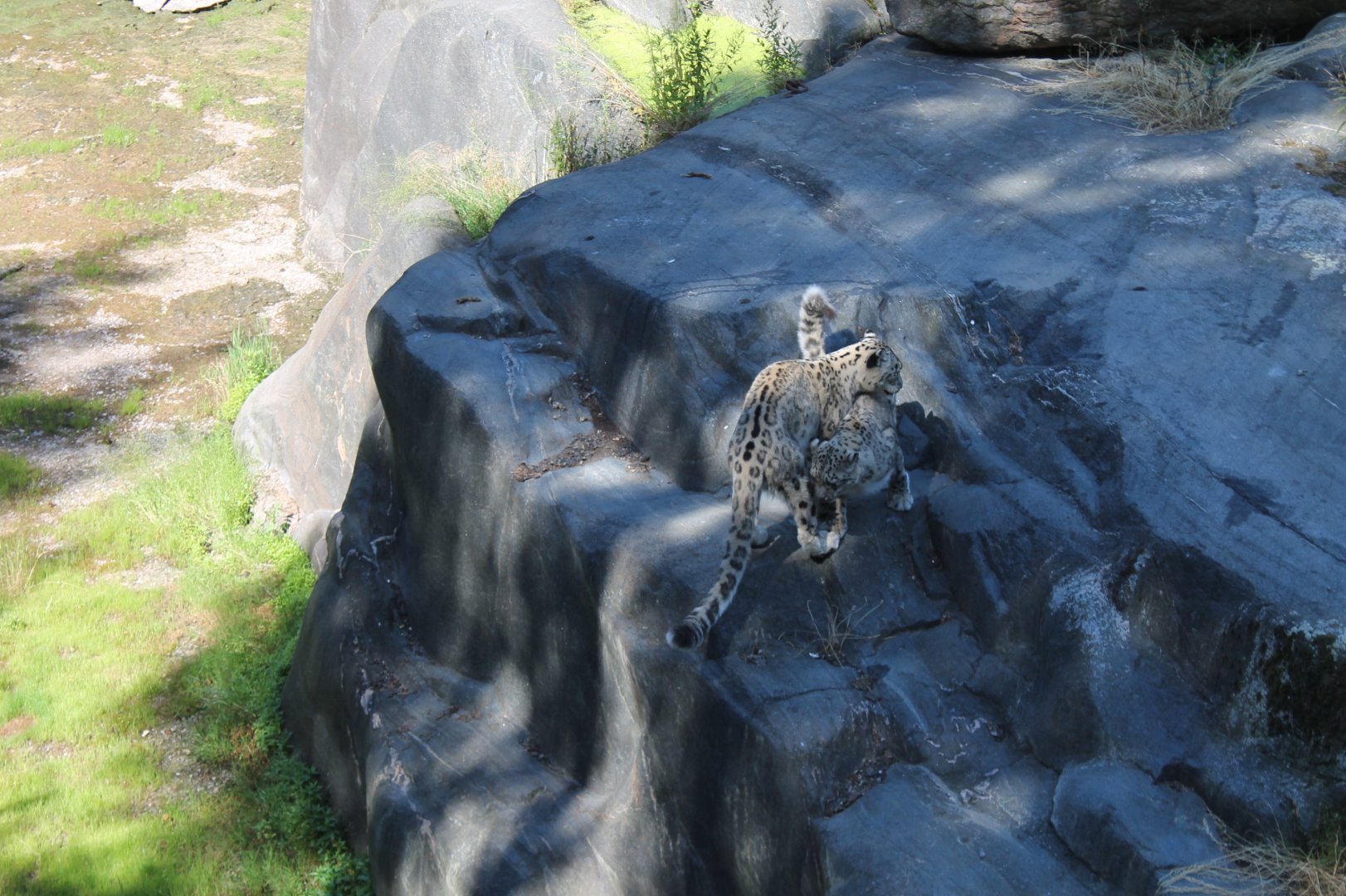 Snow Leopards