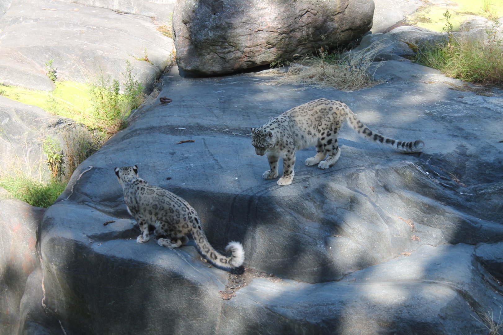 Snow Leopards