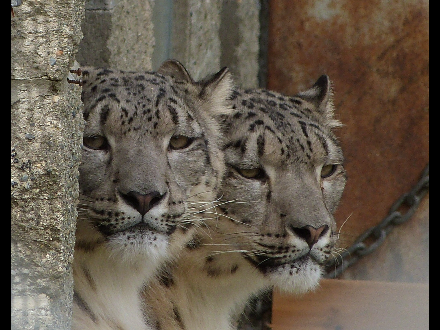 Snow Leopards