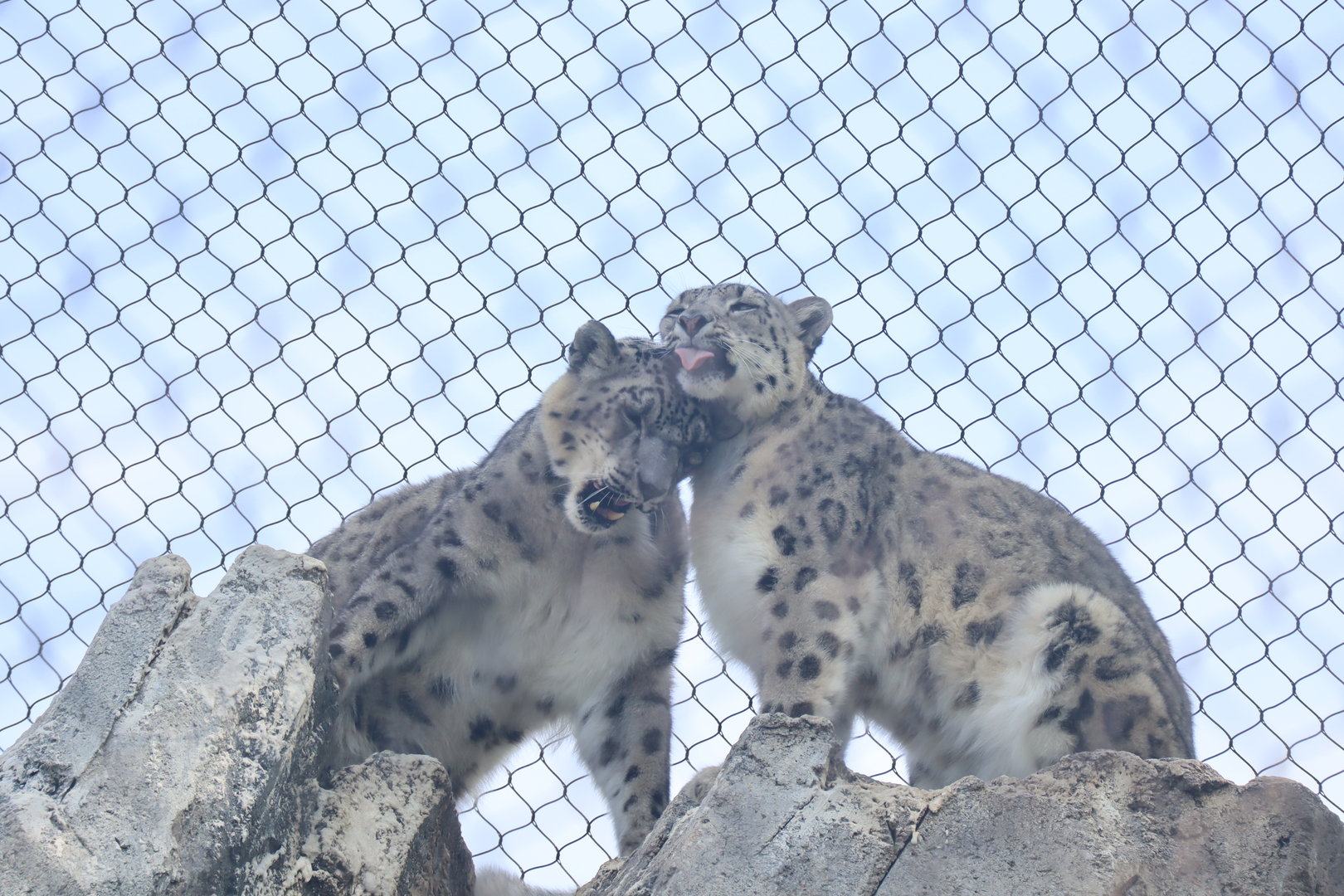 Snow Leopards