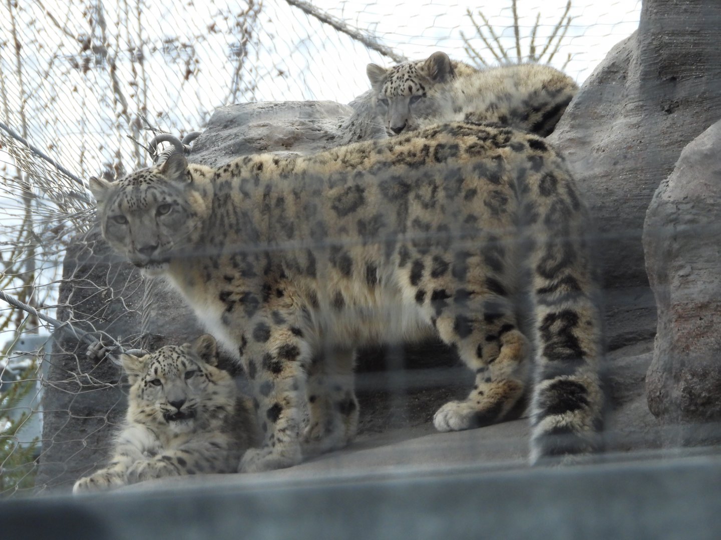 Snow leopards