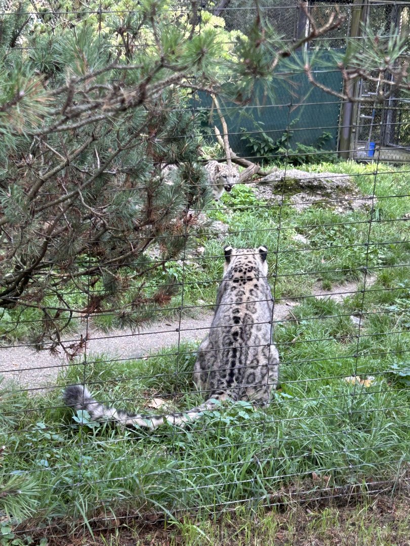 Snow leopards