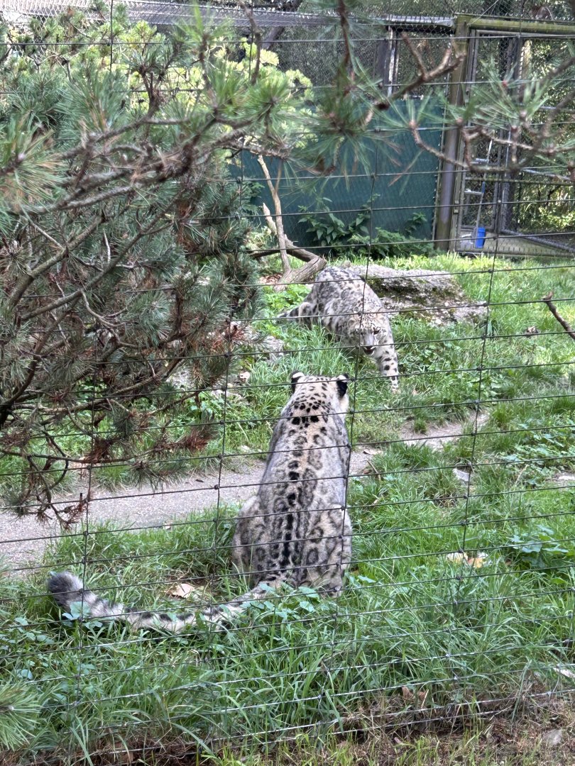 Snow leopards