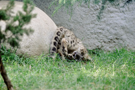 snow lep cub, LA Zoo