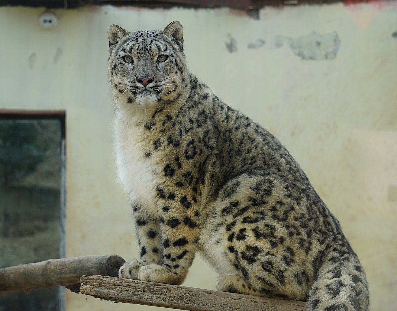 Snow lepoard
