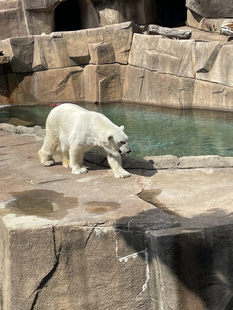 Snow Lilly (Polar Bear) (6/23/21)