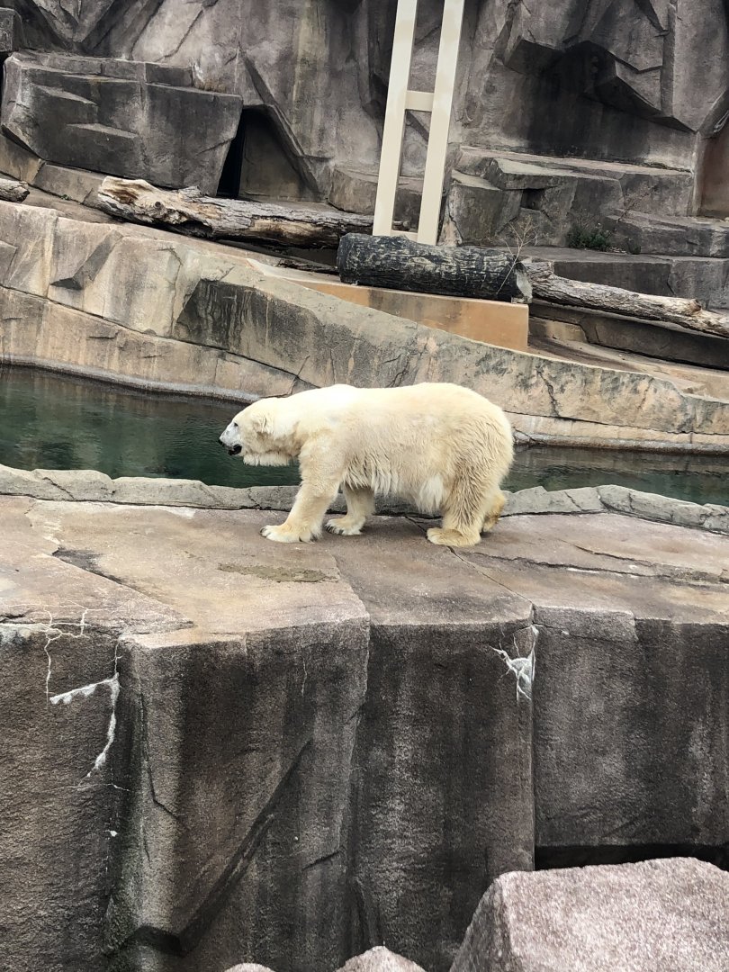 "Snow Lilly" the Polar Bear