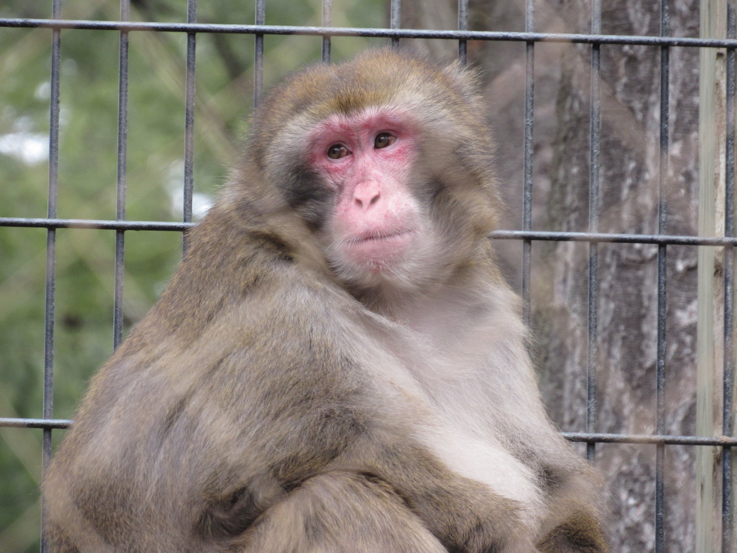 Snow Monkey - 4/8/23