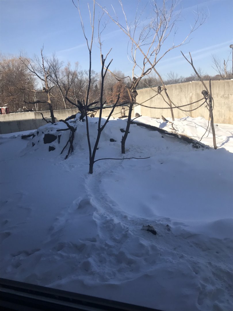 Snow monkey exhibit