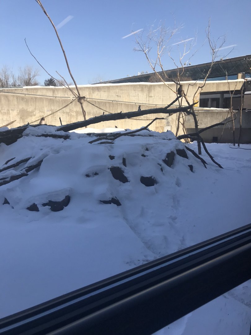 Snow monkey exhibit