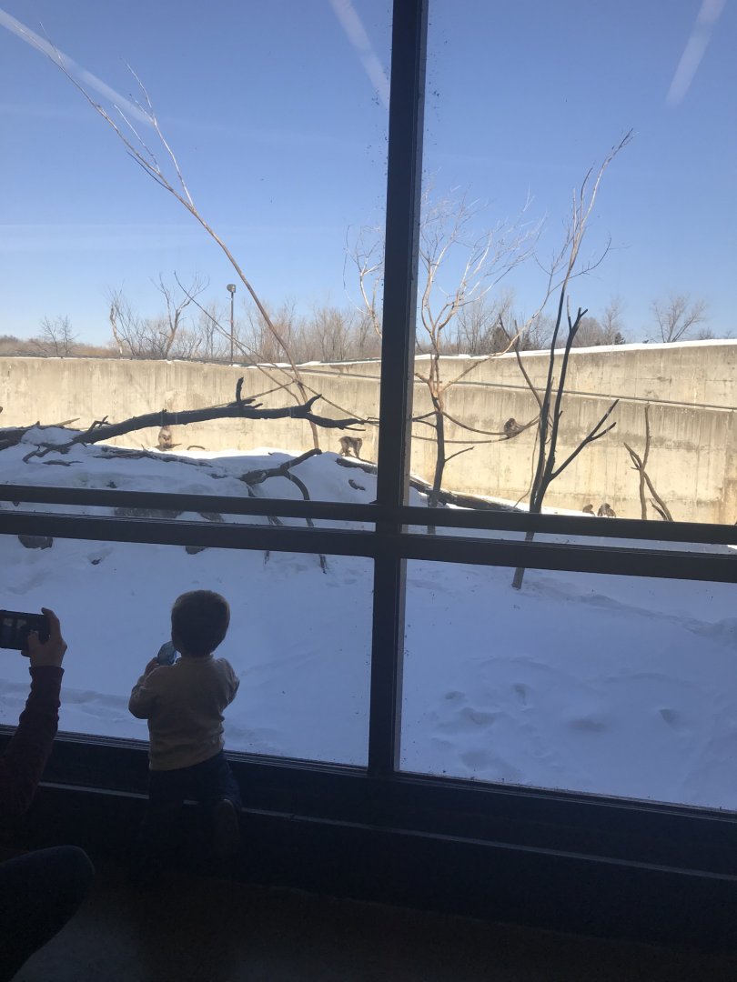 snow monkey exhibit