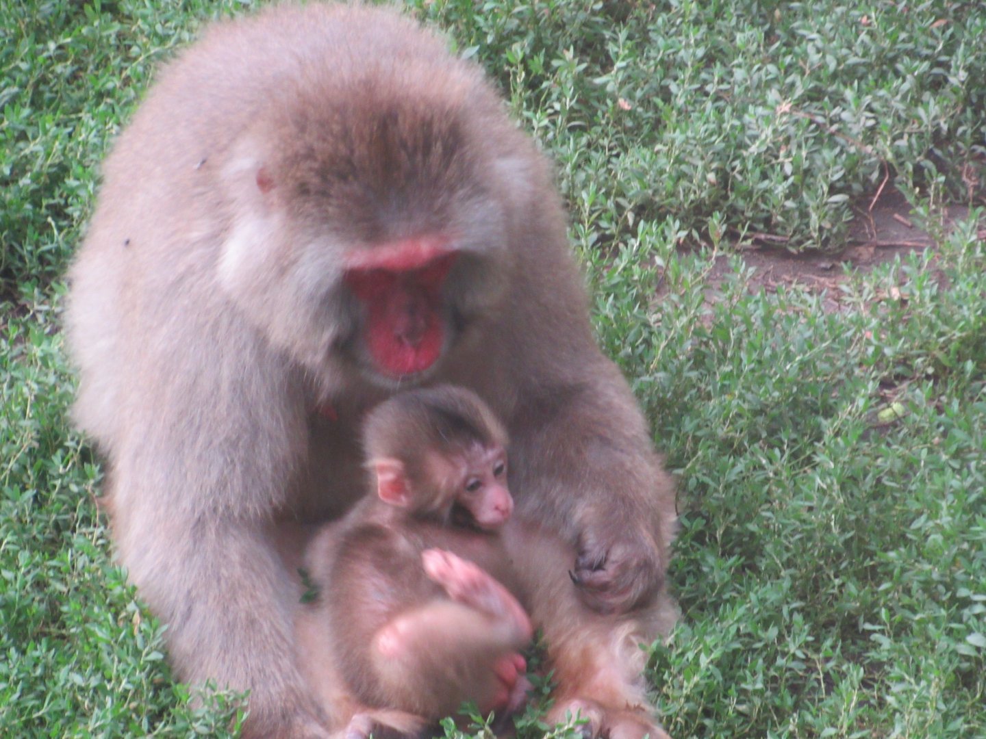 snow monkey infant and mom