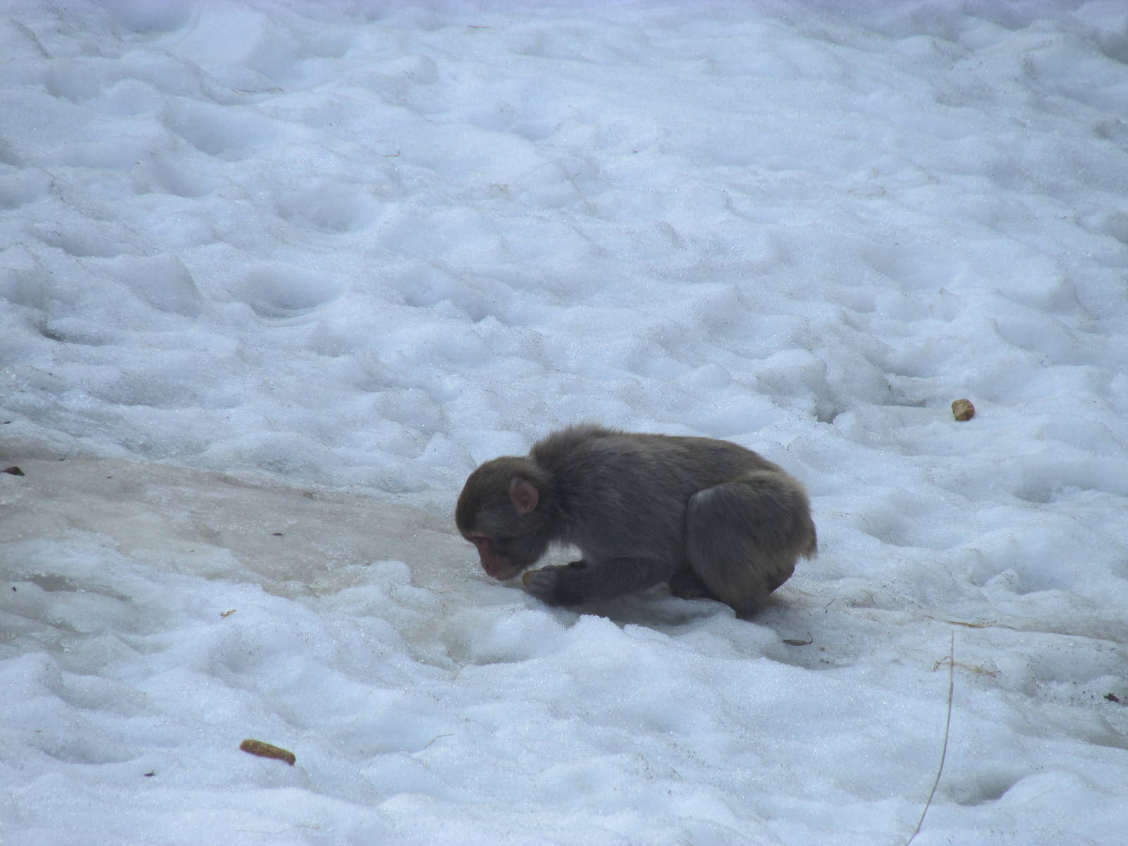 Snow Monkey
