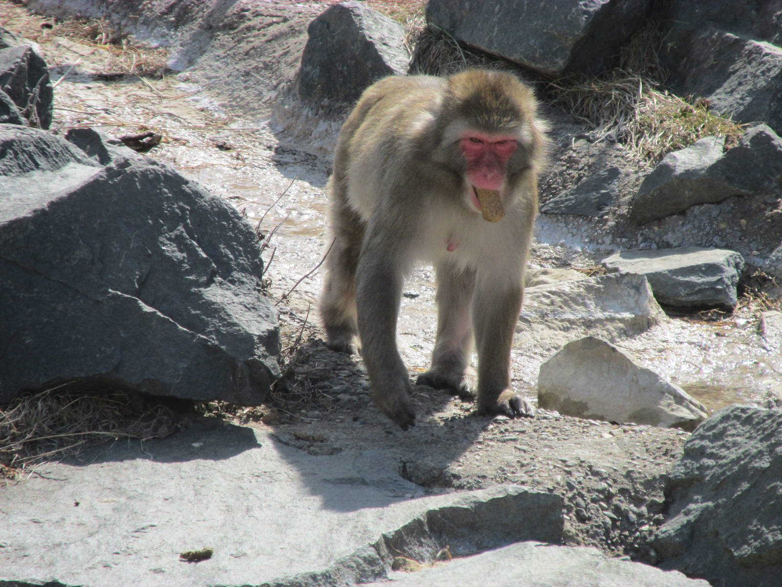 Snow Monkey
