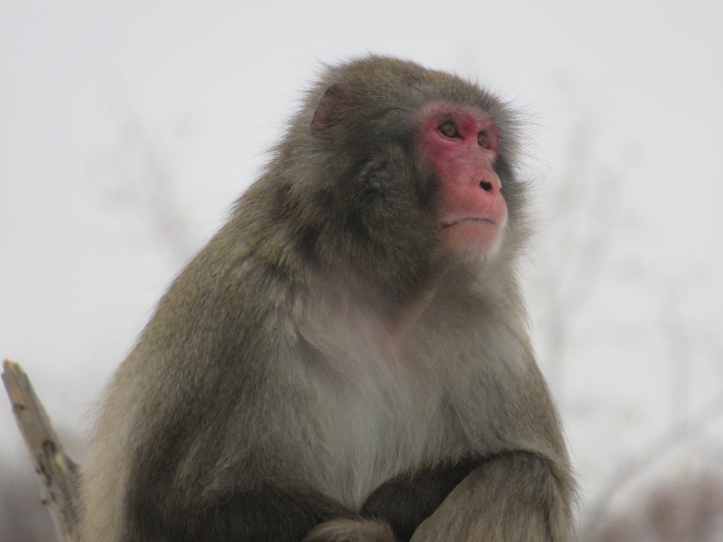 Snow Monkey