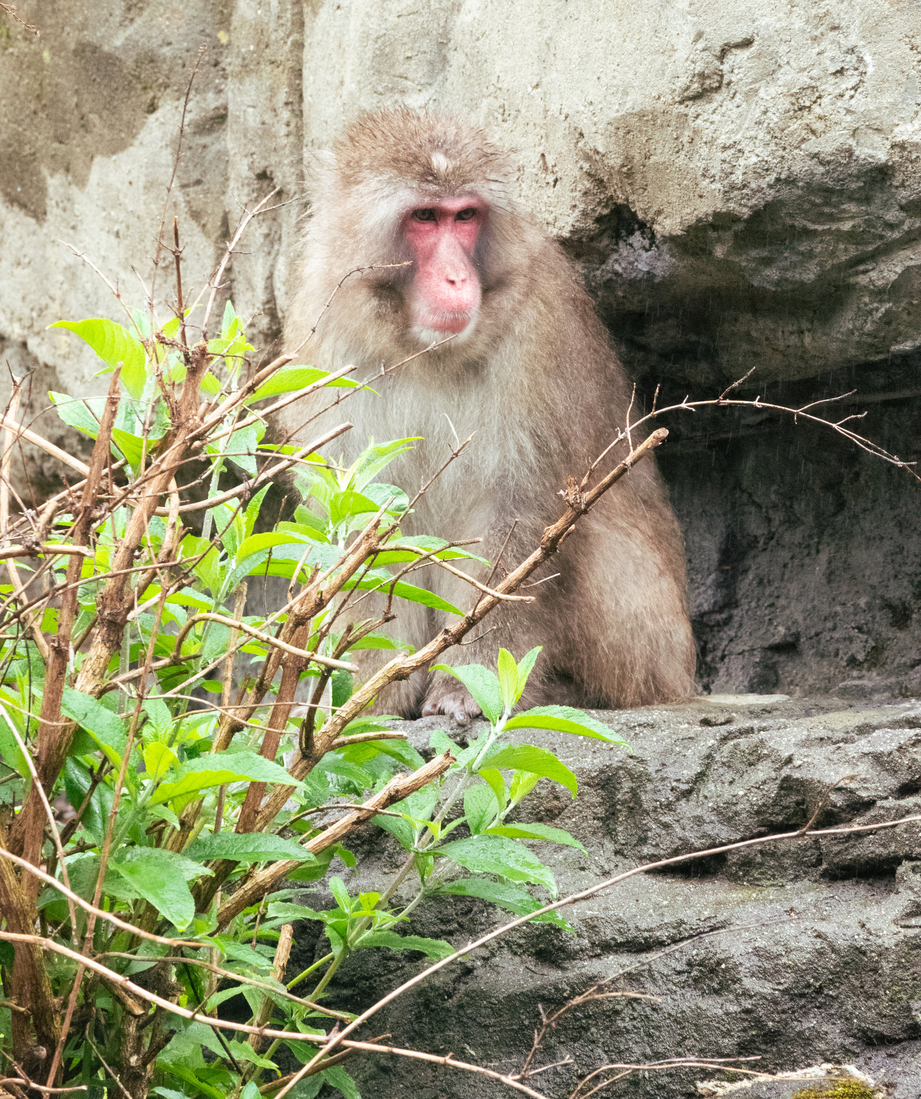 Snow Monkey