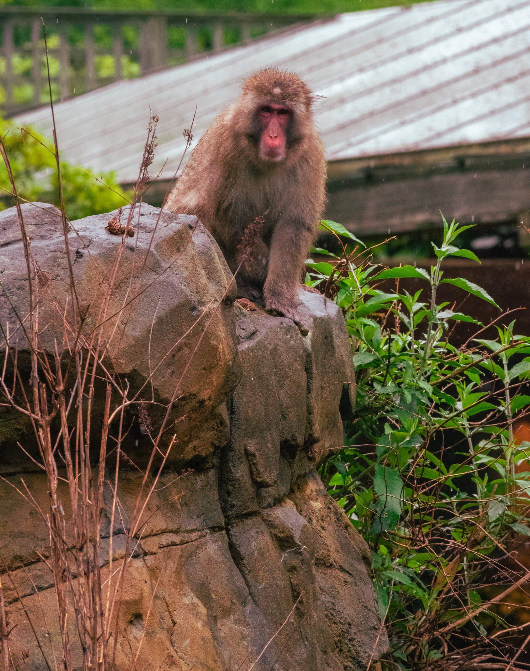 Snow Monkey