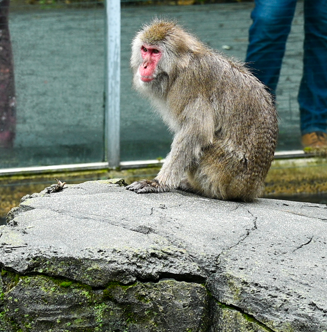 Snow Monkey