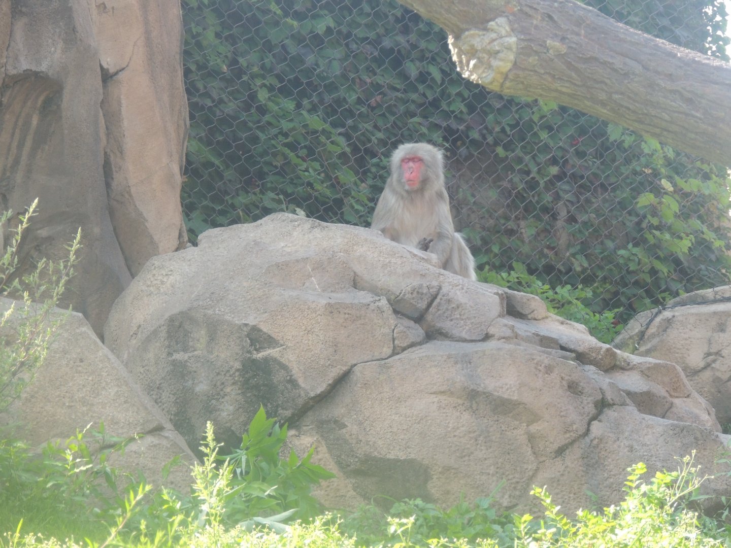snow monkey
