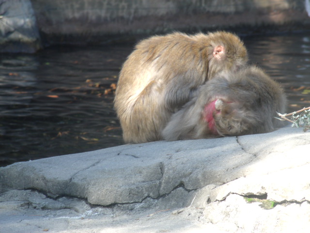 Snow Monkeys grooming
